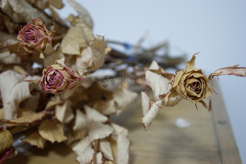 玫瑰花束花园铭文植物群图片