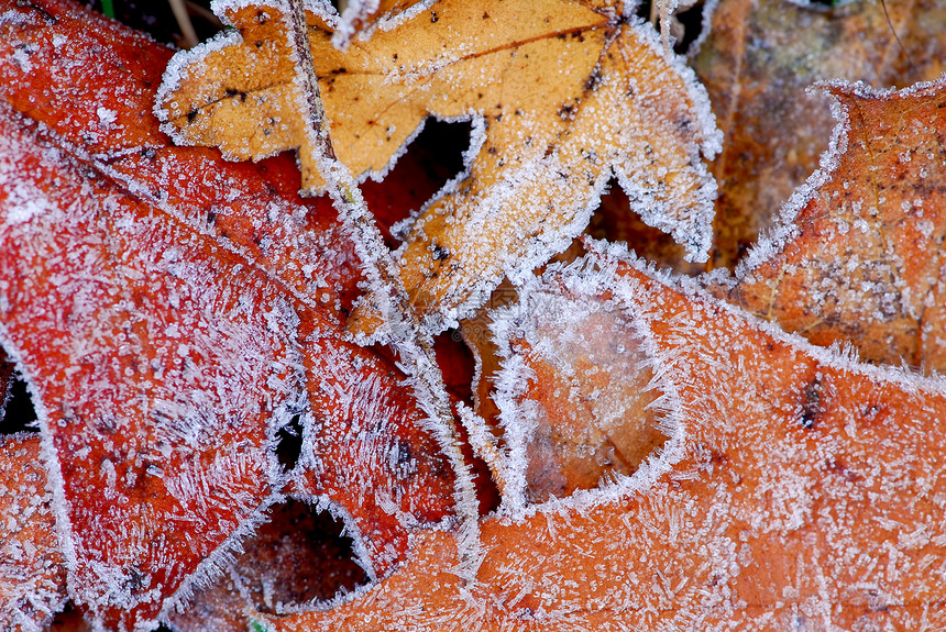 霜叶叶橙子宏观磨砂树木季节橡木水晶树叶静脉植物图片