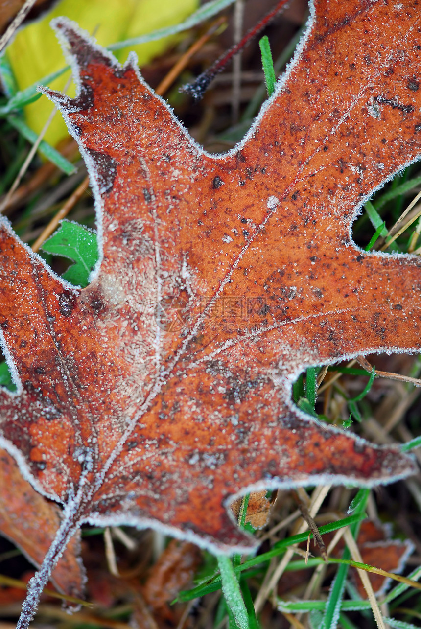 霜叶叶橙子橡木季节水晶磨砂静脉树叶树木植物地面图片