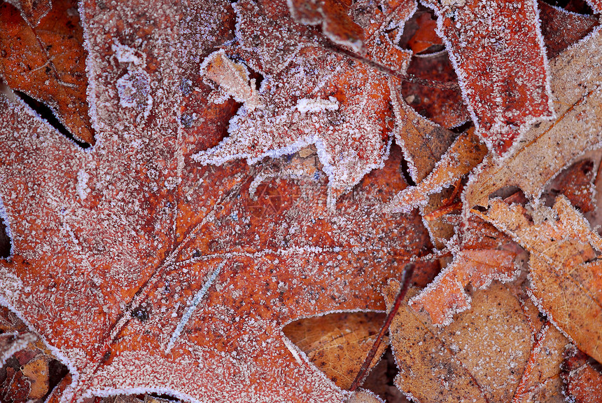 霜叶叶橡木水晶植物静脉宏观季节地面树叶磨砂树木图片