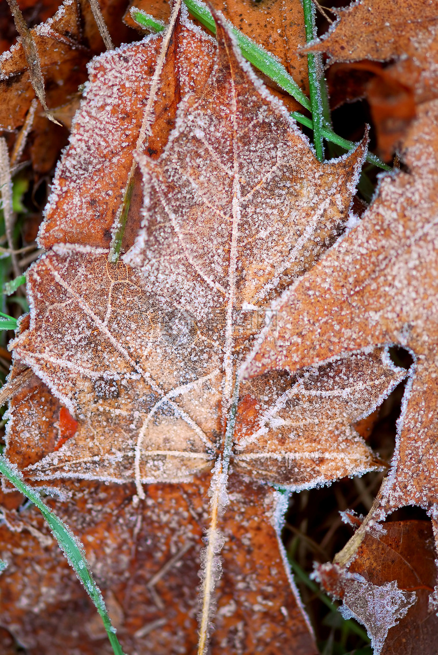 霜叶叶季节静脉橡木树木树叶宏观水晶地面植物磨砂图片