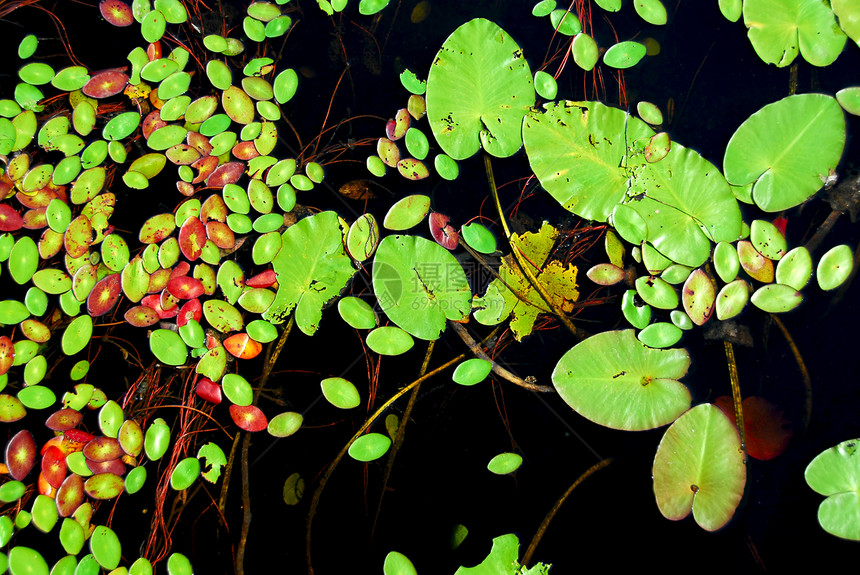 百圆板蓝色植物群池塘百合荒野流动生长公园植物学植物图片