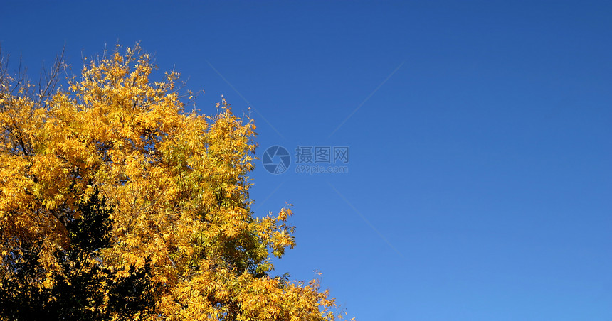 黄秋树树叶季节性橙子天空环境活力公园农村叶子蓝色图片