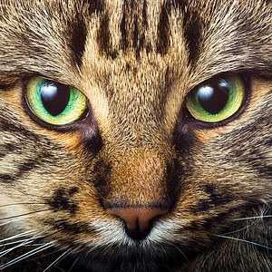 直视家养猫科胡须眼睛猫咪隐藏宠物虎斑亚人男性高清图片