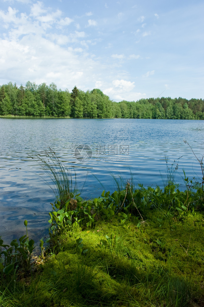 在森林湖的夏天反射水景寂寞森林太阳树木阳光池塘孤独荒野图片