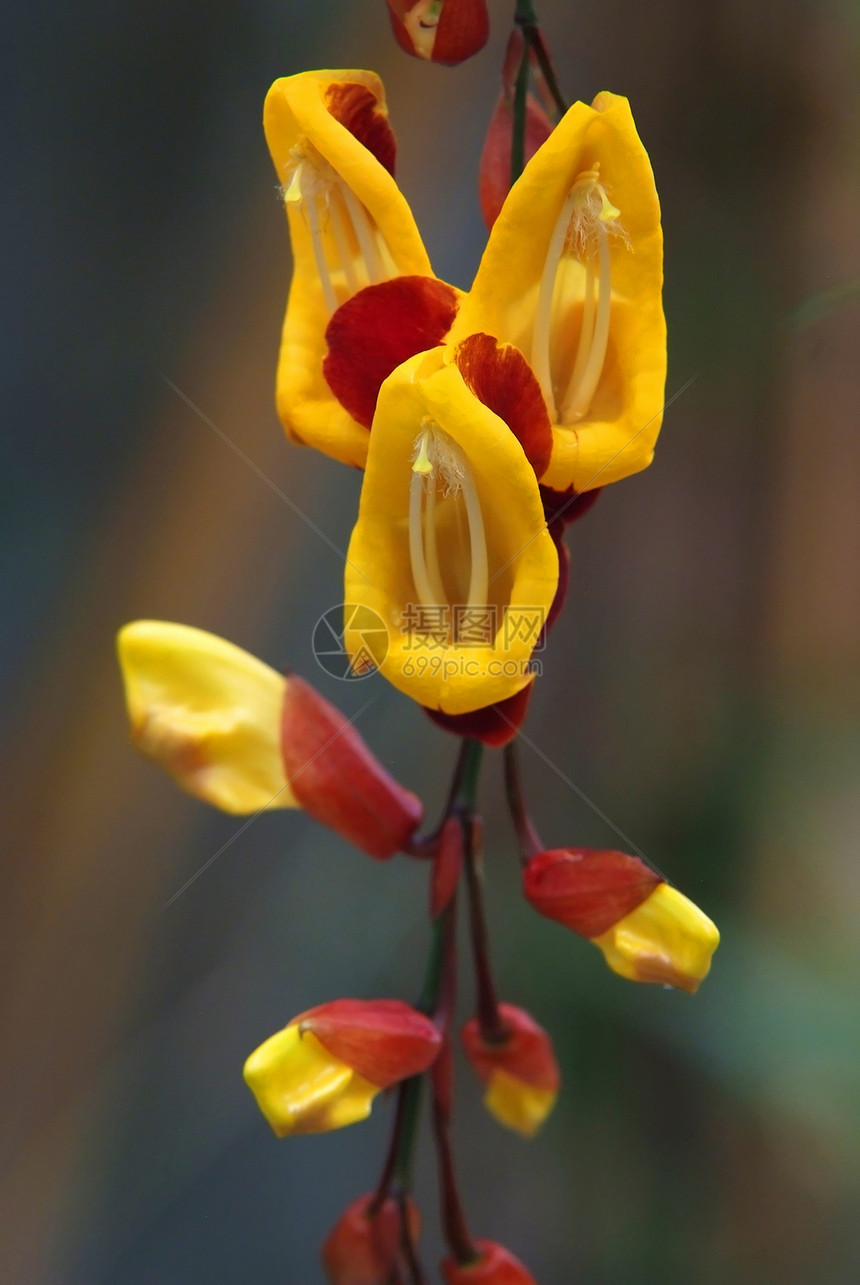 奇异的花朵热带植物娃娃藤蔓花瓣植物群时钟图片