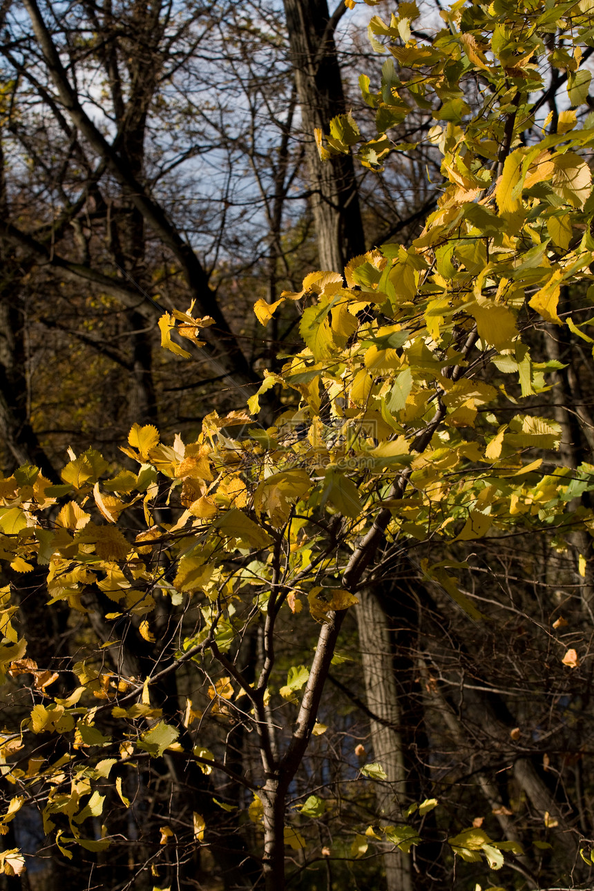 秋叶天空树干黄色蓝色树叶阳光棕色森林叶子公园图片