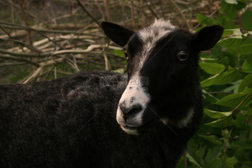 牧场白色动物农业牧草农民羊毛眼睛耳朵金属农场图片