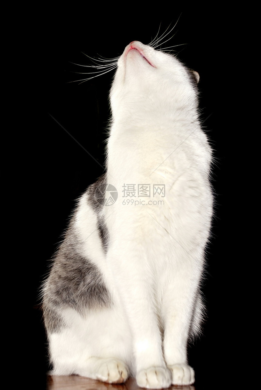 猫咪向上看皮草朋友艺术白色粉色灰色阴影黑色地面鼻子图片