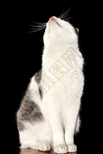 猫咪向上看皮草朋友艺术白色粉色灰色阴影黑色地面鼻子背景图片