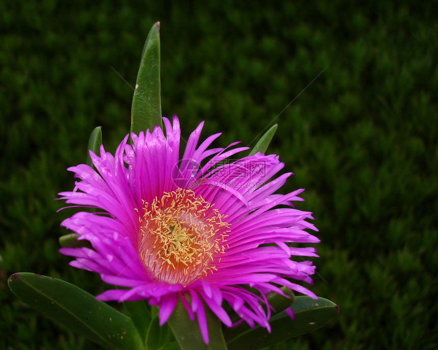 粉花花植物植物群花瓣黄色绿色黑色粉色白色花朵种子图片