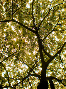 黄树植被叶子金子环境树叶木头弯曲树干分支机构曲线背景图片