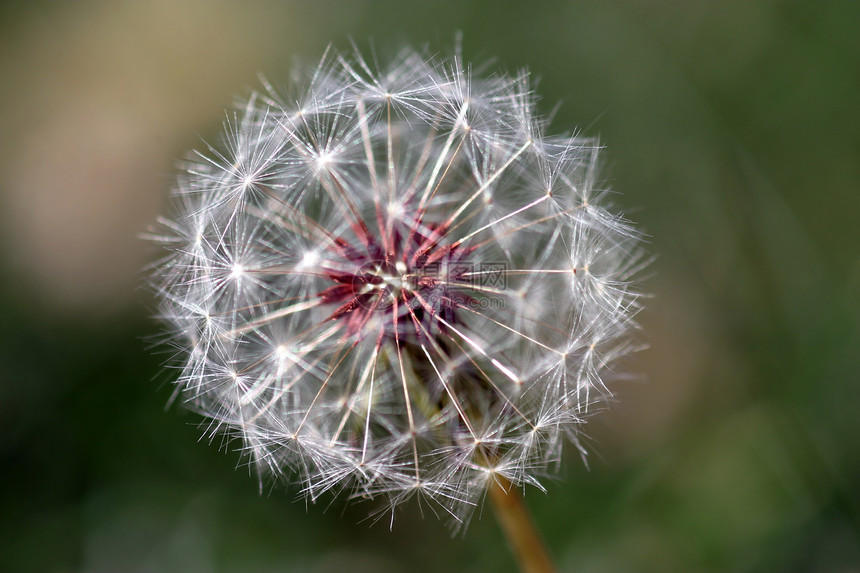 Dandelion 种子头雌蕊柔软度植物群杂草草本植物生物学生活花园生长宏观图片