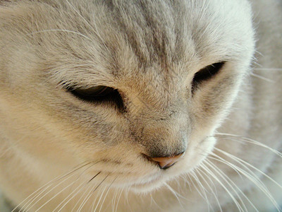 皮猫眼睛白色灰色胡须宠物背景图片