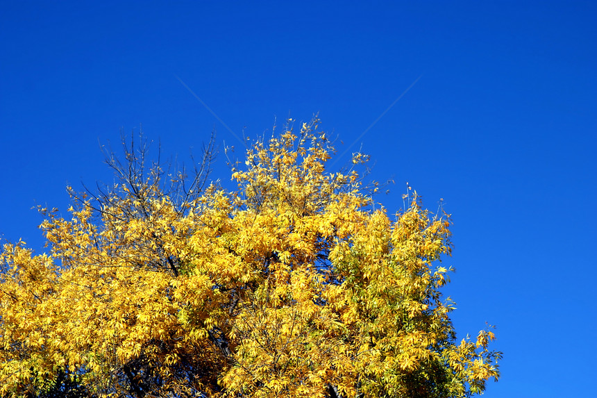 黄秋树橙子农村植物群叶子季节树叶公园活力环境季节性图片