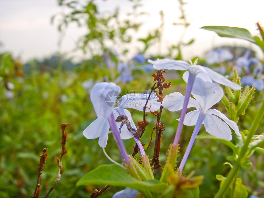 野蓝花阳光花园叶子农业荒野草地森林花瓣植物群树叶图片