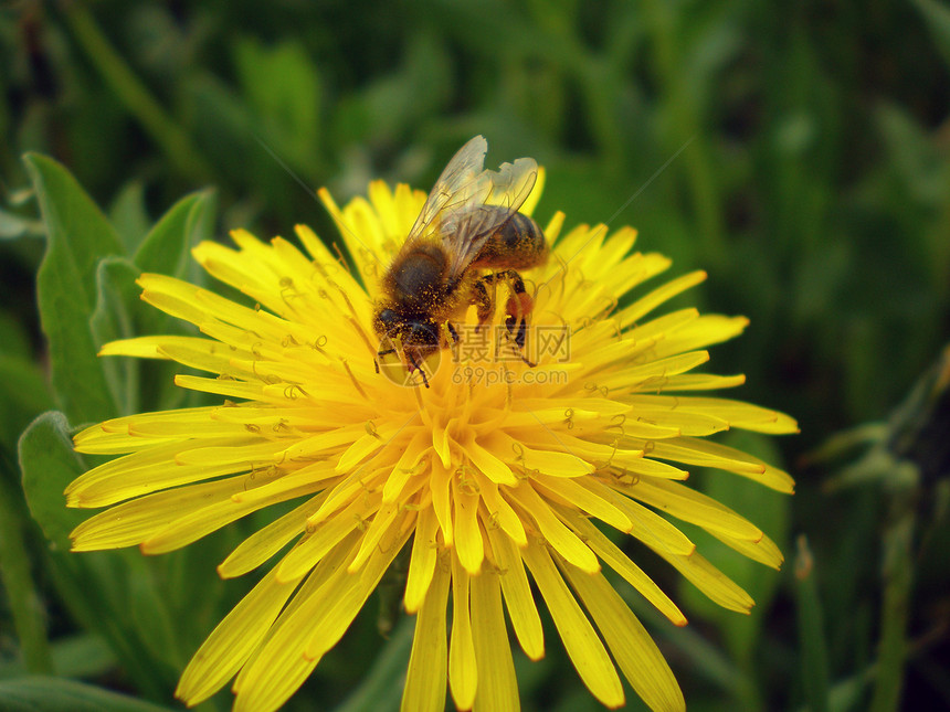 蜜蜂在花朵上工作香气居住植物绿色黄色精制投标野生动物宏观图片
