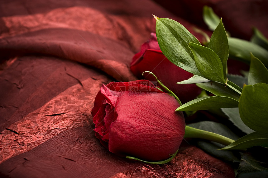 美丽的红玫瑰庆典订婚花瓣周年礼物玫瑰花束生日纪念日植物图片