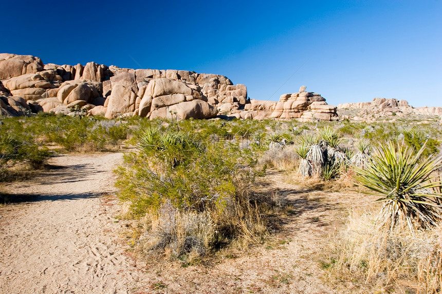 约书亚树沙漠远足短叶野生动物公园丘陵岩石绿洲荒野单子图片