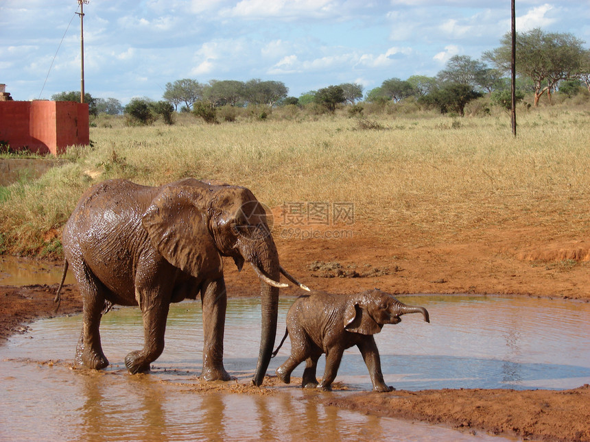 红非洲大象动物异国大草原象牙食草哺乳动物荒野情调野生动物公园图片