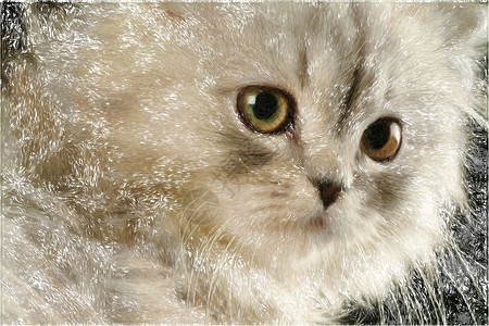 小猫咪小猫哺乳动物眼睛动物插图宠物背景图片