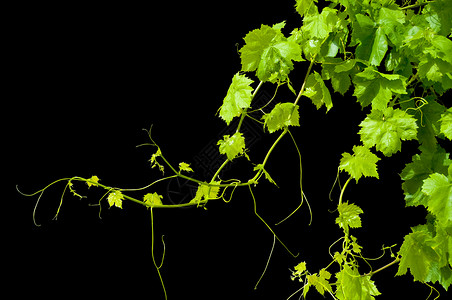 让氧多起来孤立的葡萄藤生长叶脉叶子藤蔓多叶树叶绿色青年绿色植物植物背景