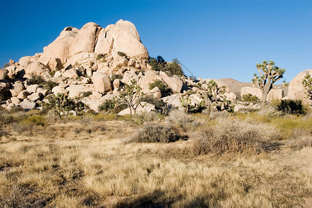 约书亚树沙漠短叶巨石岩石单子扇子荒野公园花园国家高清图片