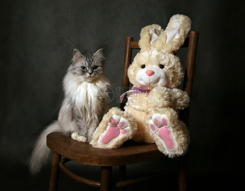 猫在椅子上灰色宠物动物工作室眼睛玩具棕色野兔注意力耳朵图片