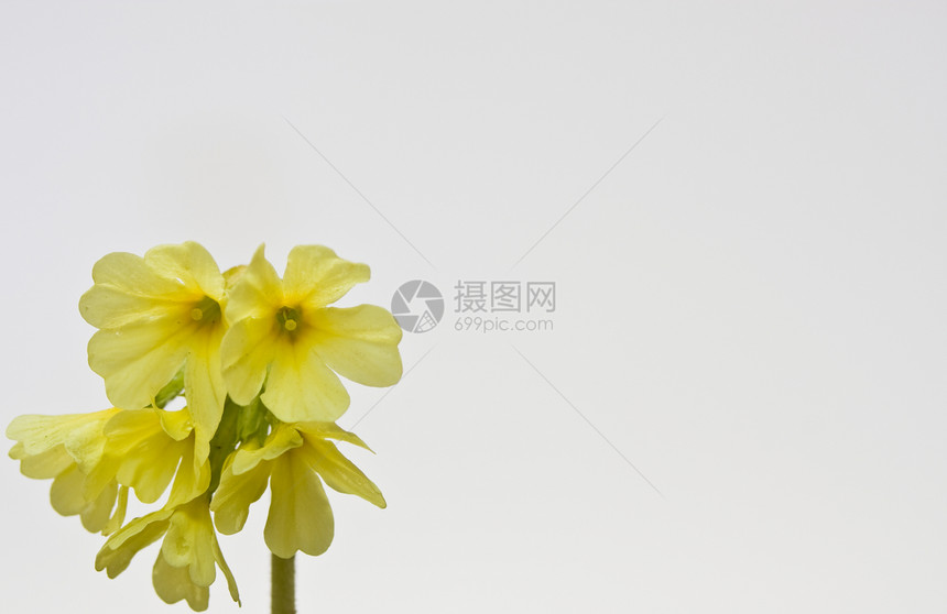 长季节性植物宏观季节春花植物学花瓣黄色花朵图片