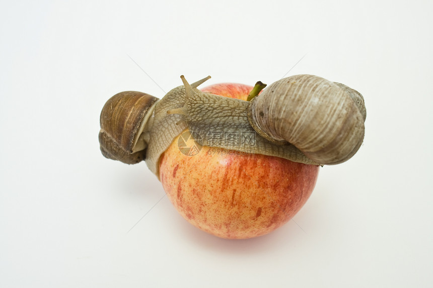 红苹果上的蜗牛饥饿眼睛驱虫剂粘液白色厌恶红色水果食物图片