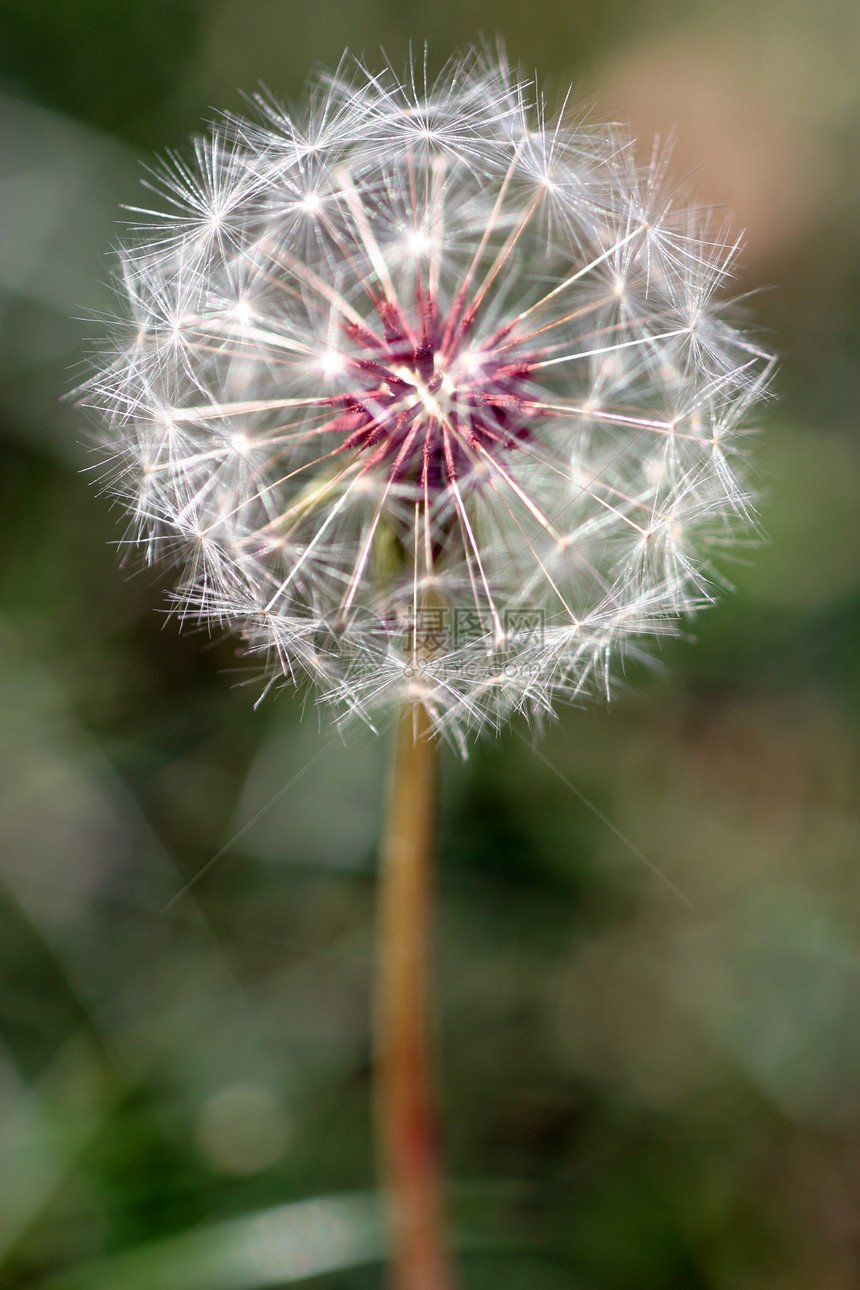 Dandelion 种子头生长生育力植物杂草柔软度草本植物生物学植物学宏观后代图片