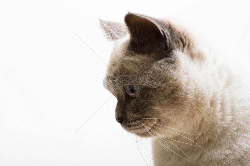 英国短头发刺青小猫毛皮条纹胡须动物宠物猫科猫咪图片