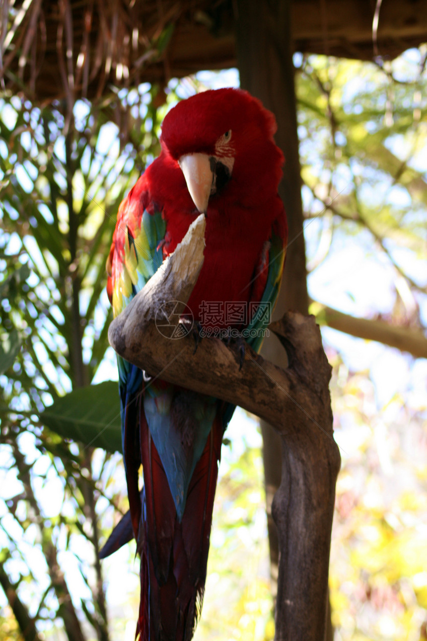 Parrot 鹦鹉红色绿色蓝色图片