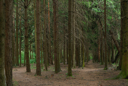 森林树木背景图片