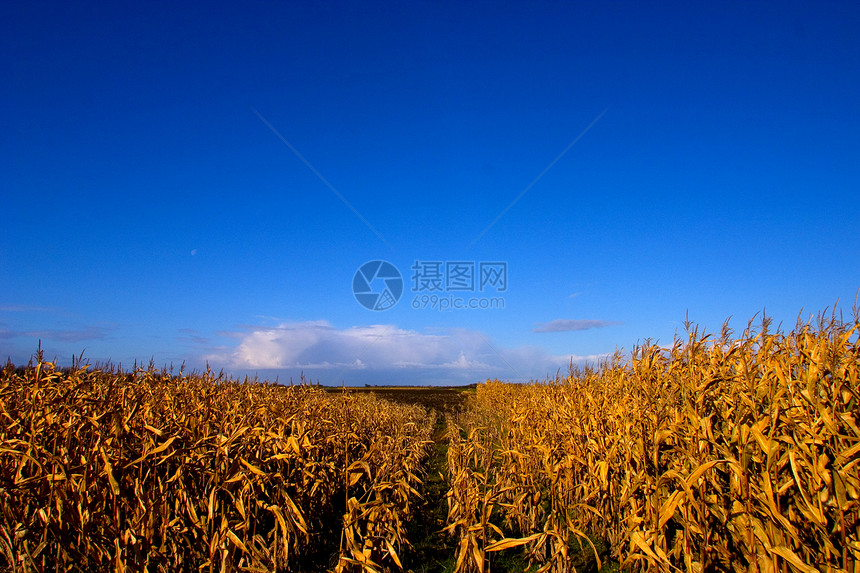 排水的玉米田图片