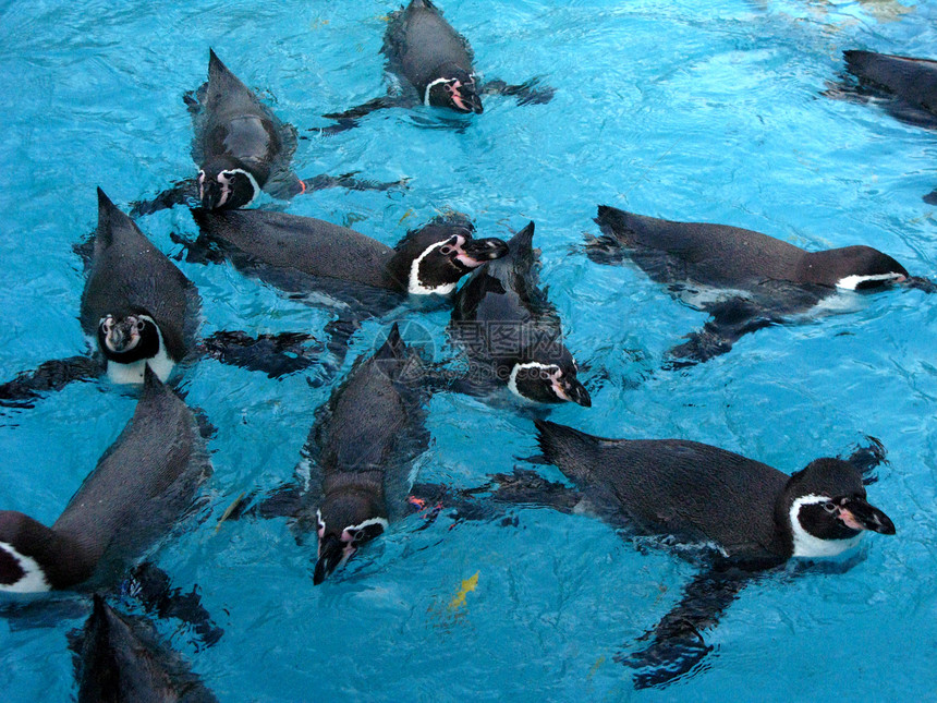 动物园中的企鹅动物鸟类蓝色图片
