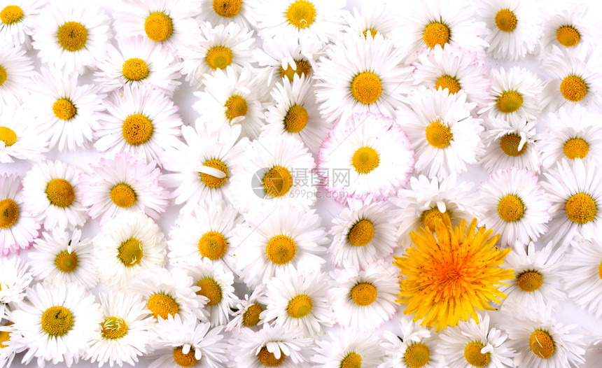 花朵展示粉色快乐收藏雏菊园艺字母植物季节白色图片