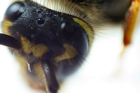 黄光眼睛宏观皮肤棚屋昆虫背景图片