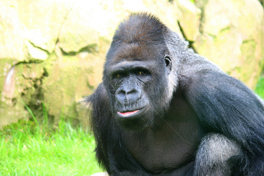 山地大猩猩哺乳动物人物银招人脸人猿物种动物园威胁猩猩动物图片