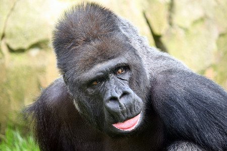大猩猩猩猩银招物种野生动物动物园人脸威胁哺乳动物人猿动物背景图片