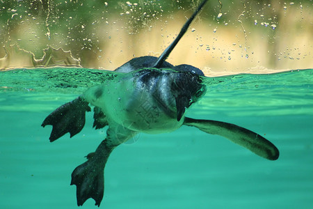 侏矮企鹅水族馆磁盘游泳对比度乐趣玻璃水滴动物园高清图片