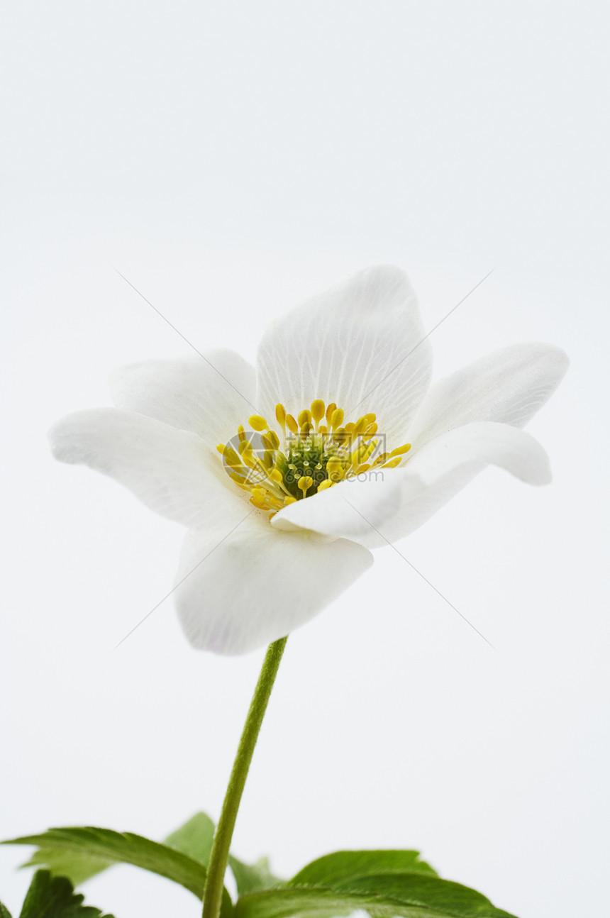 孤立白花海葵植物木头图片