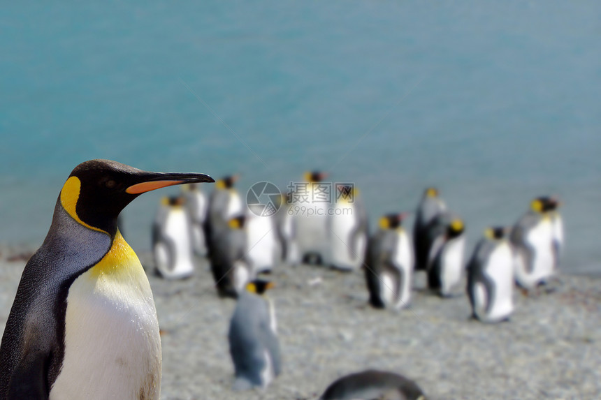 企鹅王海洋荒野动物海滩鸟类野生动物图片