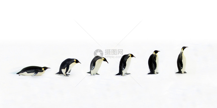 企鹅演变图片