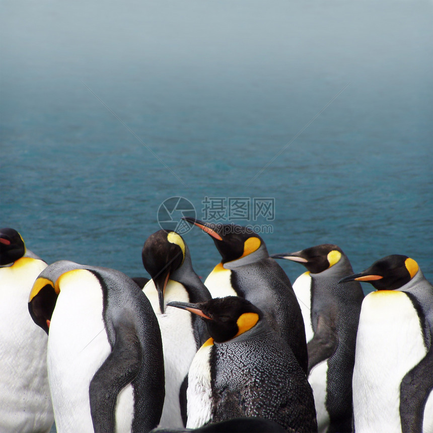 企鹅王野生动物荒野海洋海滩动物鸟类图片