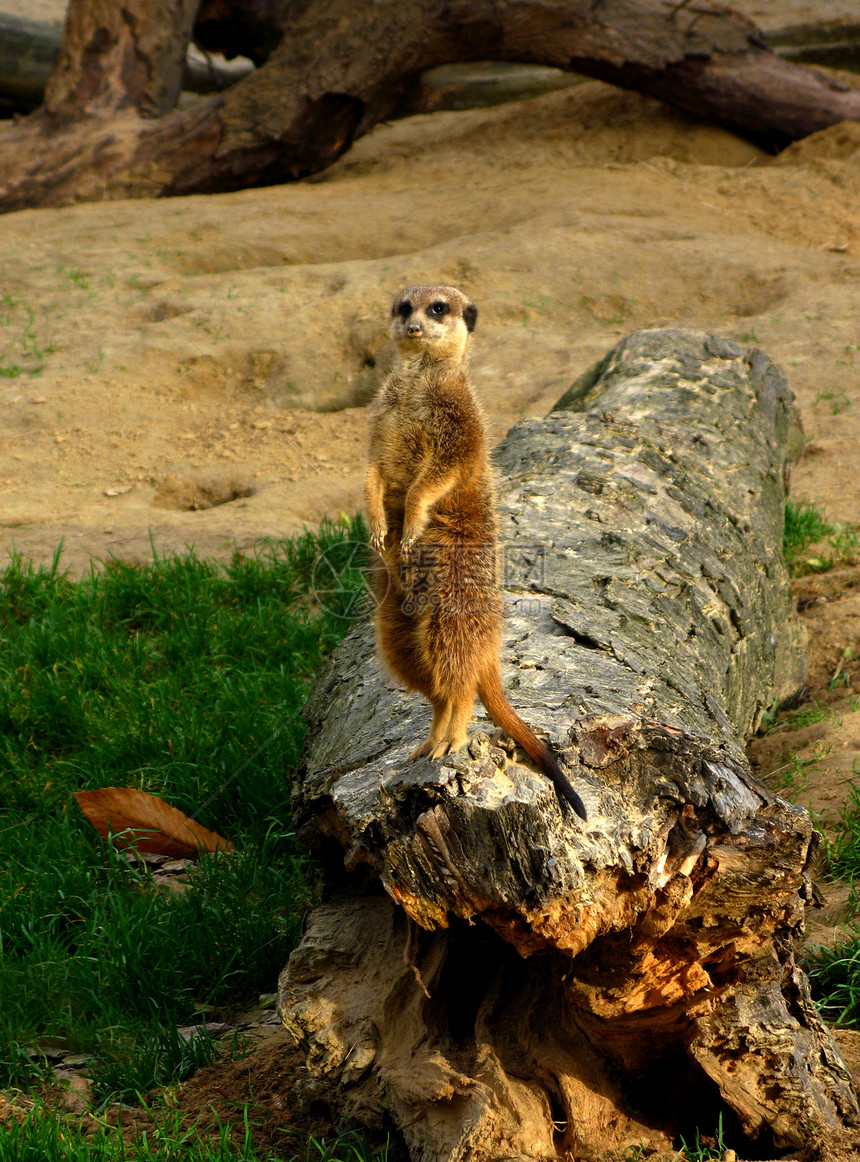 苏里氏体生态猫鼬野生动物动物园阳光太阳哺乳动物鼻子日光浴动物图片