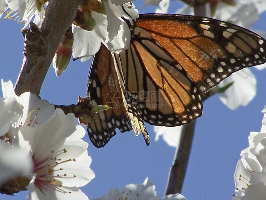 花朵上的蝴蝶生长天空君主喜悦花园飞行橙子生命力园艺翅膀图片