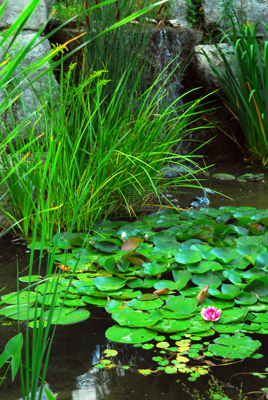 Pond 土地铺设房子百合绿化住宅美化花园园林岩石软垫石头图片