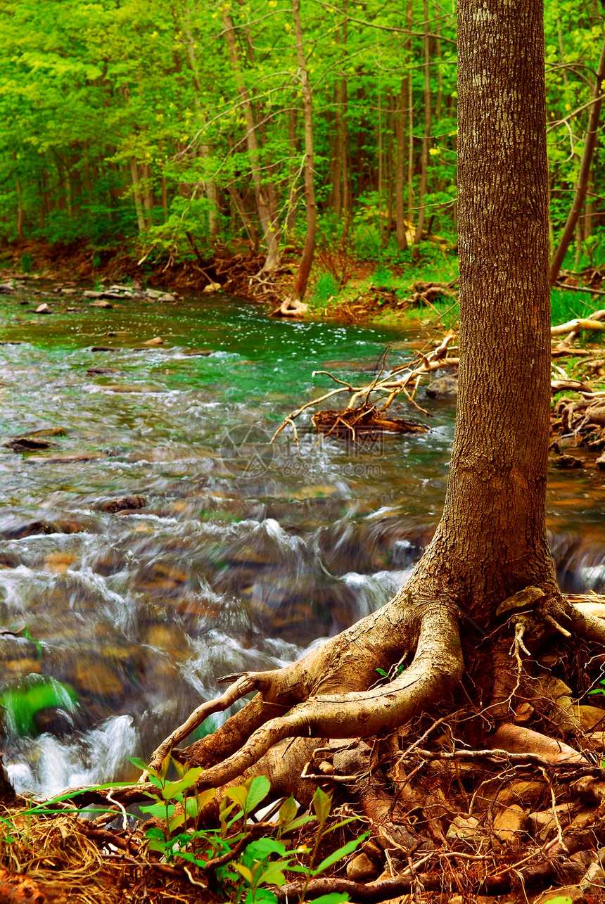 森林河野花树木岩石溪流蓝色荒野环境树干森林国家图片