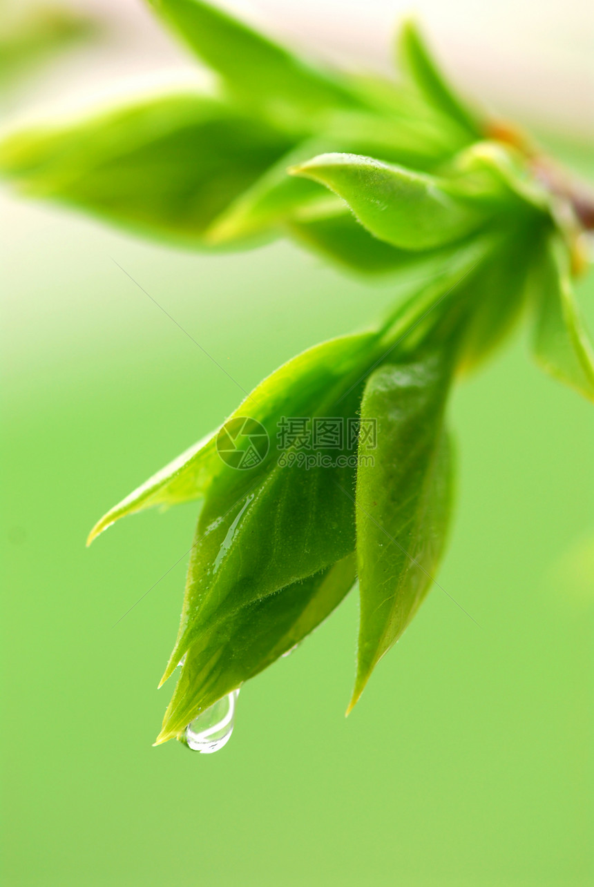 春季绿树叶植物分支机构宏观树木唤醒生态雨滴叶子生活植物学图片